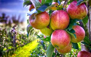  В липні вперше обсяг експорту яблук перевищив імпорт