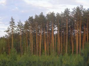 Нашестя комах-короїдів може знищини 50% соснових лісів України – експерти 