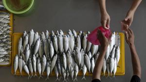 50% рибного бізнесу перебуває у «тіні», — Асоціація рибалок України