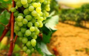 В Україні планують знищити понад тисячу га виноградників