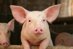 Чому обсяги вирощування свиней за рік зменшилися на 3,3%, — АСУ 