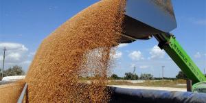 Україна експортувала майже 6 млн т зернових, – Держпродспоживслужба 
