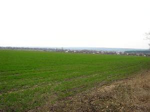 У 17 областях України розпочато посів озимих зернових