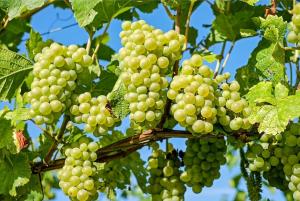 На Закарпатті – рекордний урожай винограду