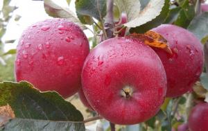 Експорт яблук збільшився майже вчетверо за перші два місяці сезону 2018/19 