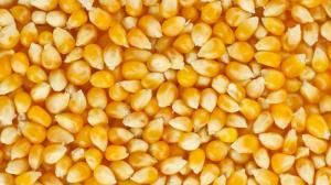 ДПЗКУ розпочала приймати кукурудзу врожаю 2018 року