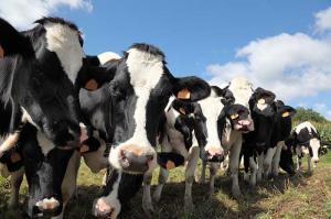 В Україні скорочується поголів'я корів і свиней