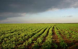 В  Україні є 23 земельні угоди з іноземними компаніями, які контролюють 6% орних земель