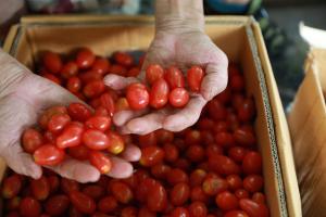 В Україні різко подорожчали помідори