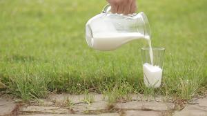 Майже 57% виробництва молока знаходиться у тіні