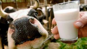 Удвічі зріс імпорт молока в Україну, — Асоціація виробників молока