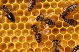 Для збереження бджільництва Україні слід посилити контроль за використанням пестицидів, – НААН