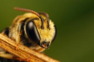 В Україні буде посилена відповідальність за отруєння бджіл