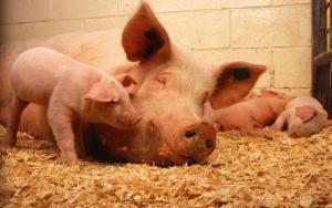 В Україні запроваджують програму аграрних розписок для свинарів
