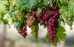 Росія знищує кримські виноградники Судацької долини