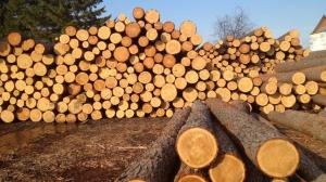 ЄС готовий до торгового арбітражу з Україною щодо скасування мораторію на ліс-кругляк