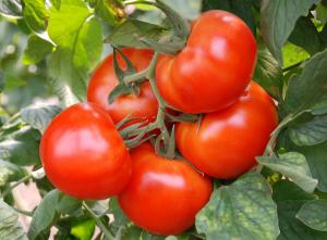 Україна рекордно знизила експорт томатів, – УПОА 