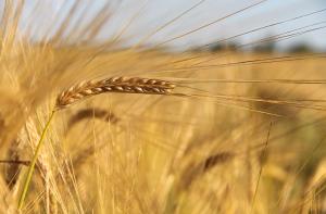 Стало відомо, як зміниться новий стандарт на пшеницю