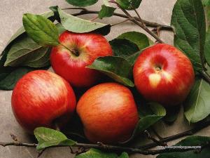 Фермери відмовляються від збору яблук через низькі ціни та засилля імпорту
