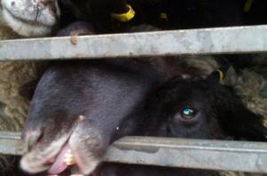 Держпродспоживслужба захищала біобезпеку України, - АТУ прокоментувала ситуацію із загиблими вівцями