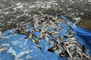 Південний Буг зарибили рекордною кількістю мальків риби, – Держрибагентство