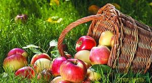 Садівникам у 2-3 рази вигідніше експортувати яблука, ніж продавати в Україні 