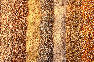 Аграрії зібрали майже 63 млн т зерна