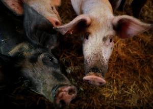 Україна збільшила імпорт свинини в чотири рази 