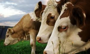 Україна відновить експорт ВРХ і дрібної худоби до Саудівської Аравії 