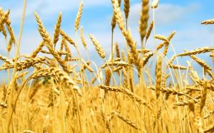 Меморандум: Україні залишилося експортувати 6,9 млн т пшениці