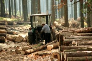 В Україні посилили покарання за контрабанду лісу