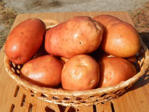 Українська картопля побила новий ціновий рекорд