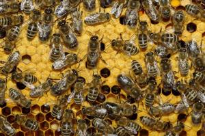 За протруєння бджіл пропонують ввести кримінальну відповідальність – законопроект