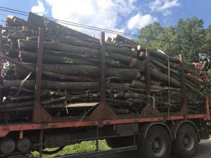 З нового року встановлено кримінальну відповідальність за вивезення лісу