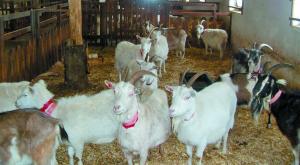   Племінне поголів’я кіз в Україні становить близько 2 тис. голів, — НААН