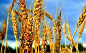 Міжнародна рада із зерна підвищила прогноз експорту української пшениці