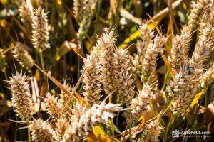 В Україні погодили позиції нової редакції стандарту на пшеницю