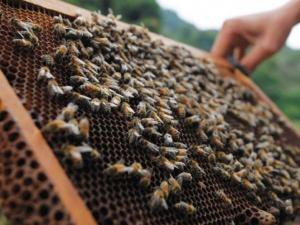 Бджолярам компенсуватимуть 70% вартості обладнання, — Мінагрополітики