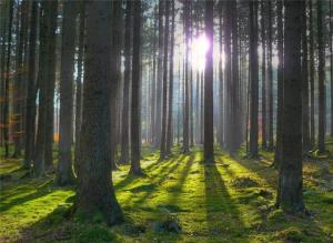 В Україні за рік створили 1,9 тис. га нових лісів