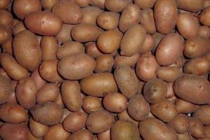 В Україні картопля подешевшала на 14%