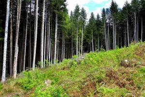 Через незаконні вирубки лісу Україна втратила 117 млн грн