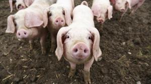 Тваринники вимагають від уряду скасувати податки для виробників свинини