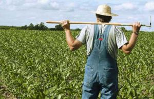  Уряд розширив напрями підтримки фермерських господарств