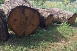 Запасу деревини в Україні вистачить на 100 років