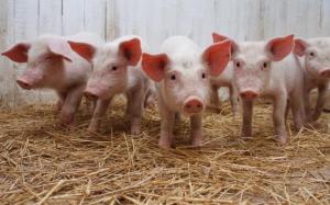 На Львівщині німецька компанія хоче побудувати свинокомплекс