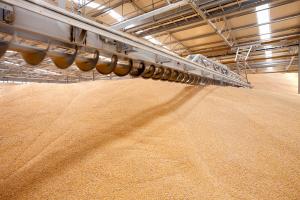 Агарарії втрачають 15% зерна через його неправильне зберігання 