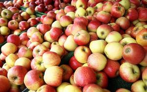 В Україні – рекордний експорт яблук
