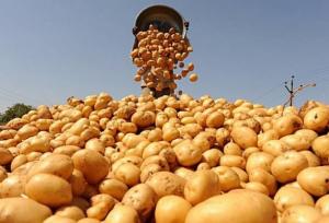 Найбільше картоплі Україна імпортувала з Єгипту