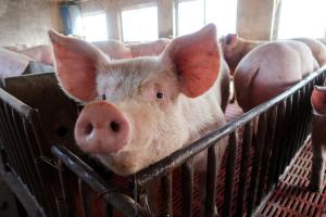 В Україні хочуть знизити податок для свинарів
