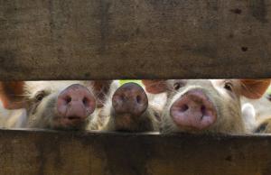 В Україні вирощувати свиней значно дорожче, аніж у ЄС
